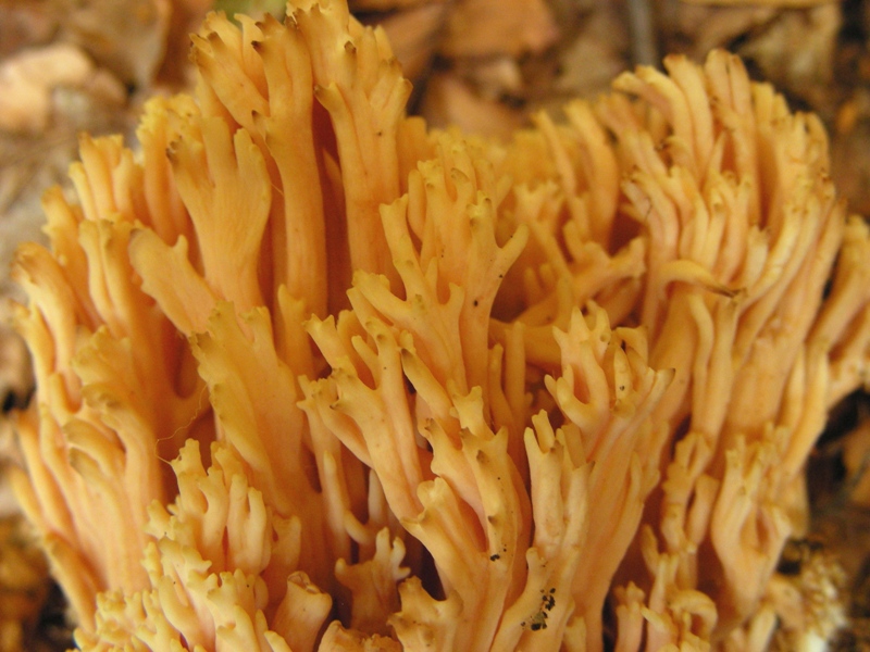 appariscente Ramaria (cfr. Ramaria formosa)